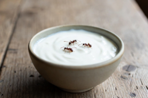 iogurte de formiga
